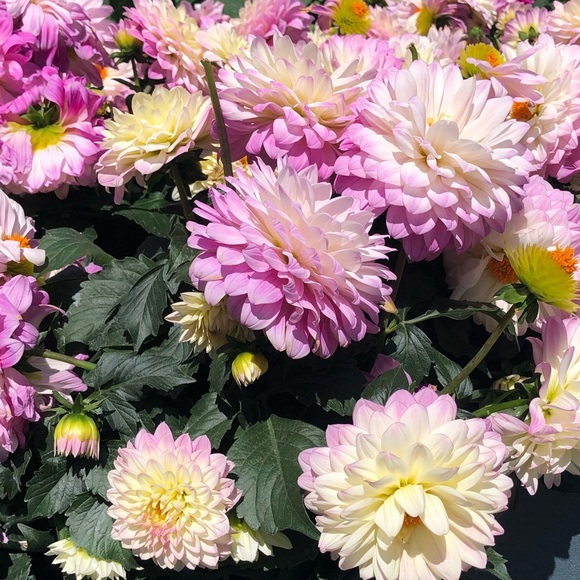 Meet your Posher, Melissa - Picture 1 of 1